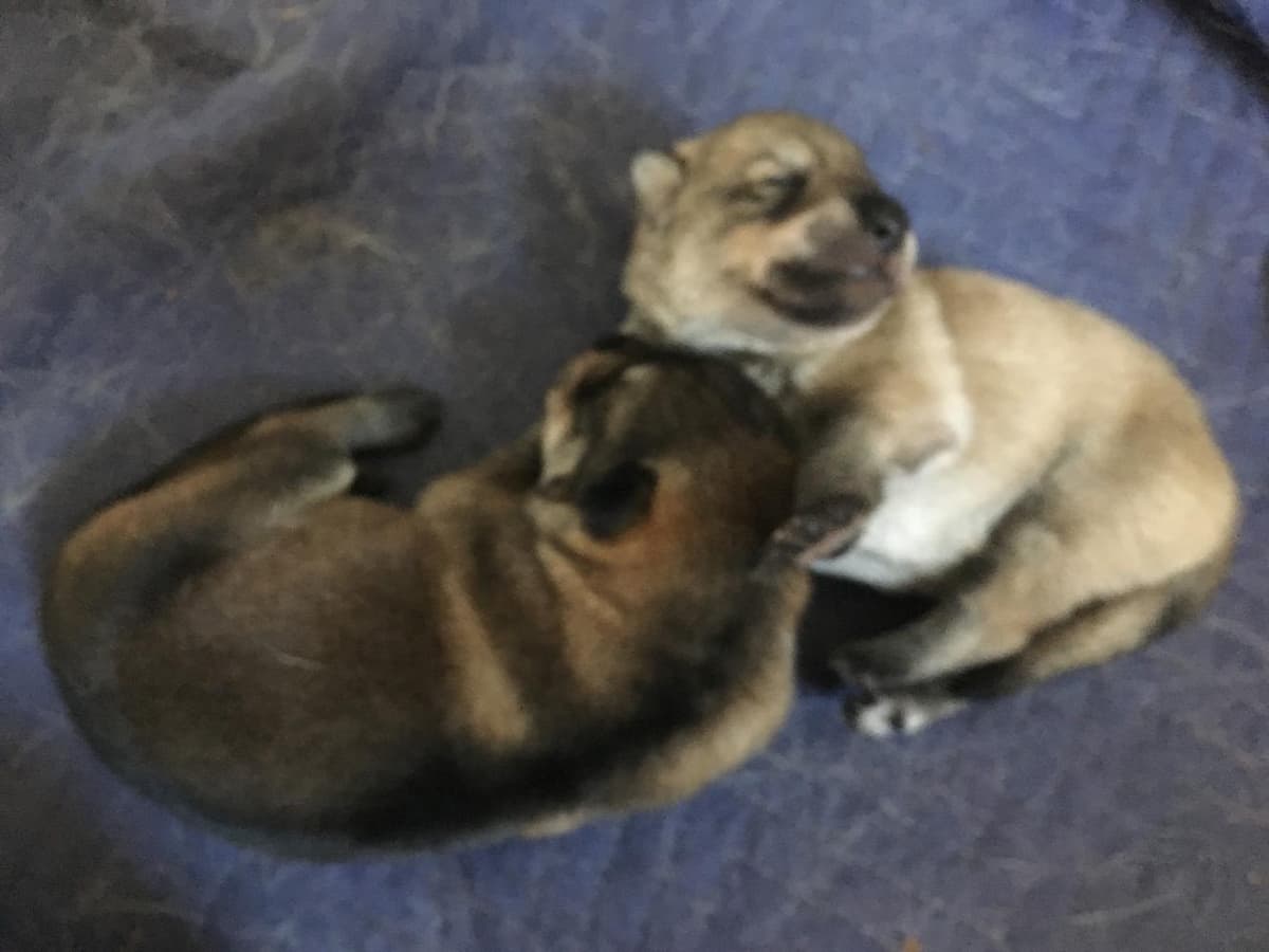 Siggi breeder image 10