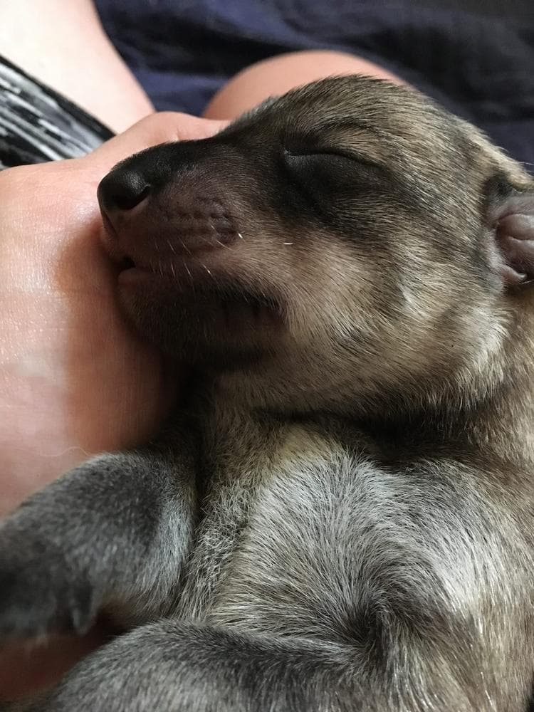 Siggi breeder image 11
