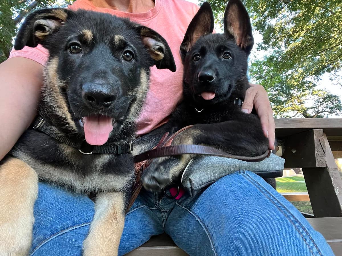 Siggi breeder image 17