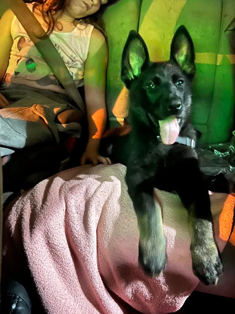 Siggi breeder image 19