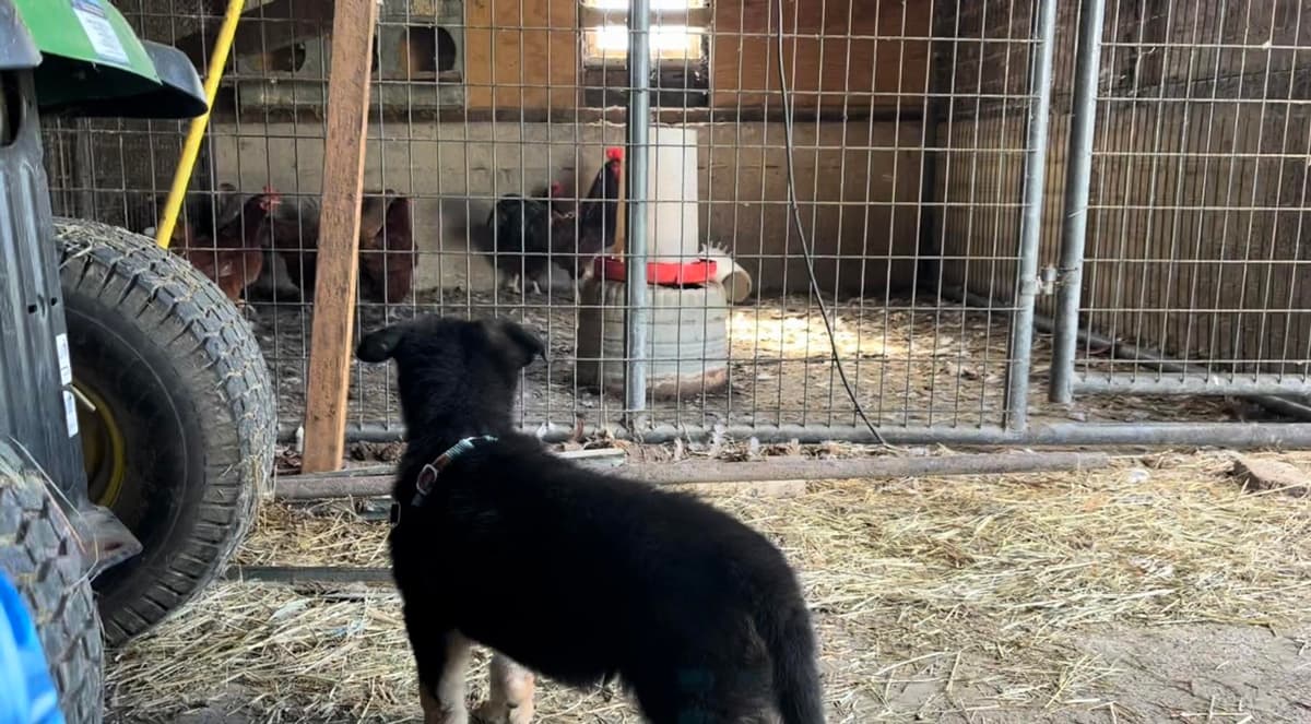 Siggi breeder image 24