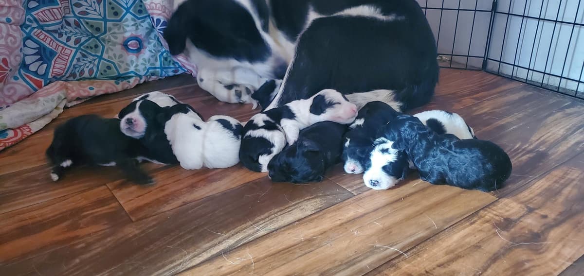 Boy 5 breeder image 5