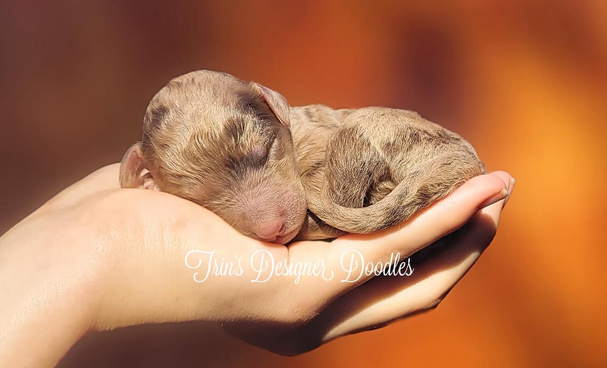 Oops breeder image 1