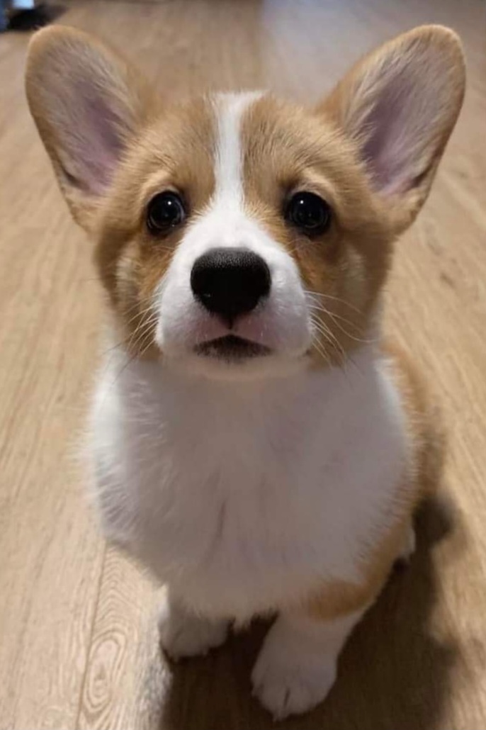 Rip breeder image 3