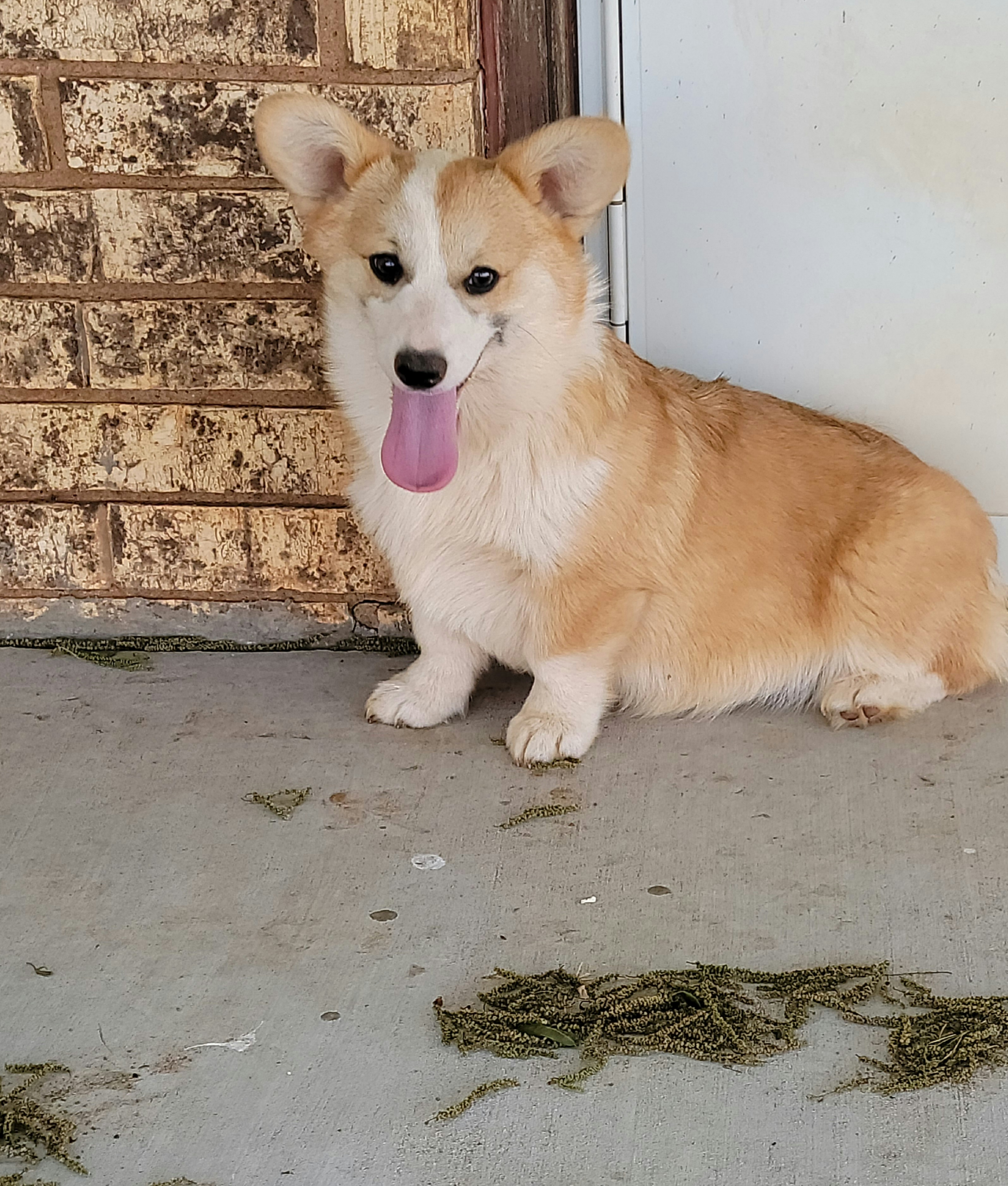 Rip breeder image 40