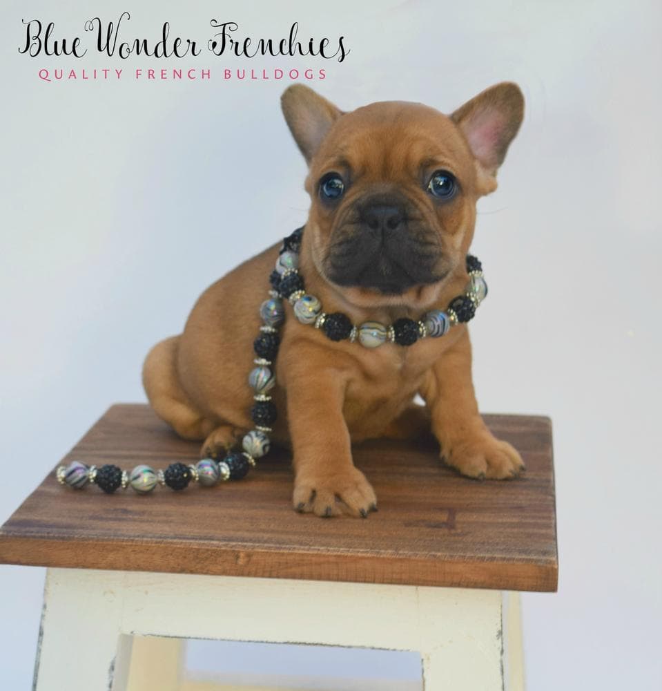 Aedion Ashryver breeder image 13