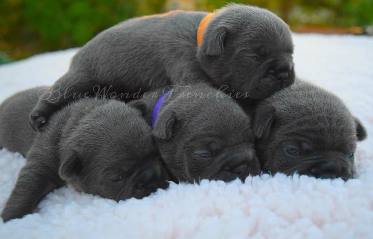 Aedion Ashryver breeder image 14