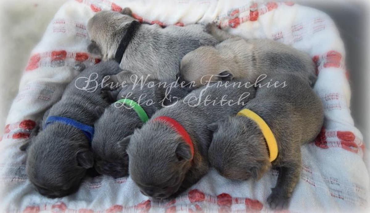 Aedion Ashryver breeder image 15