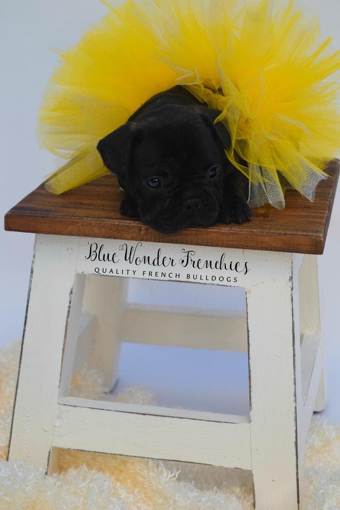 Aedion Ashryver breeder image 25