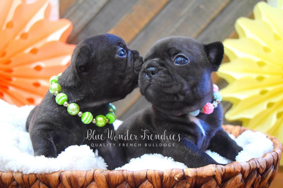 Aedion Ashryver breeder image 44