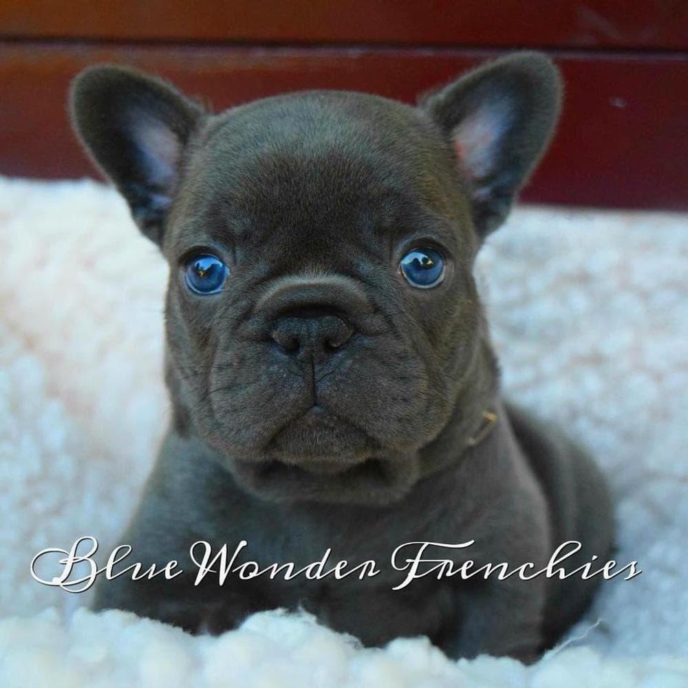 Aedion Ashryver breeder image 50
