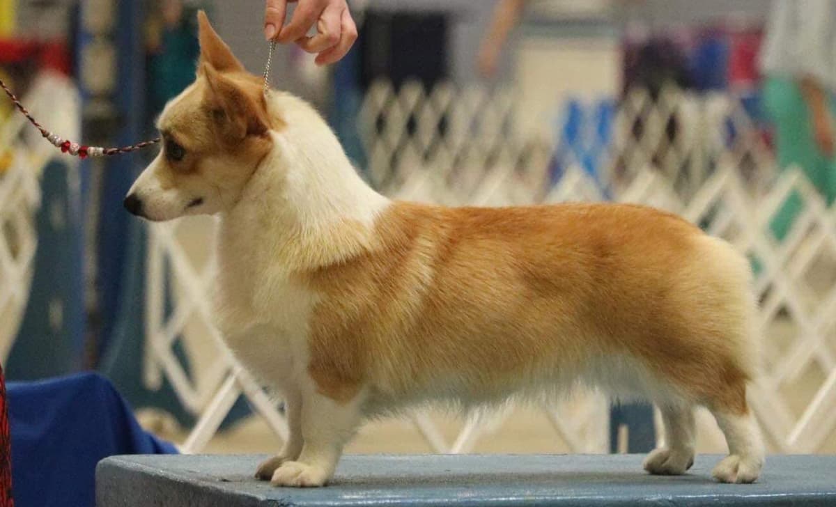 Honey Bear breeder image 1