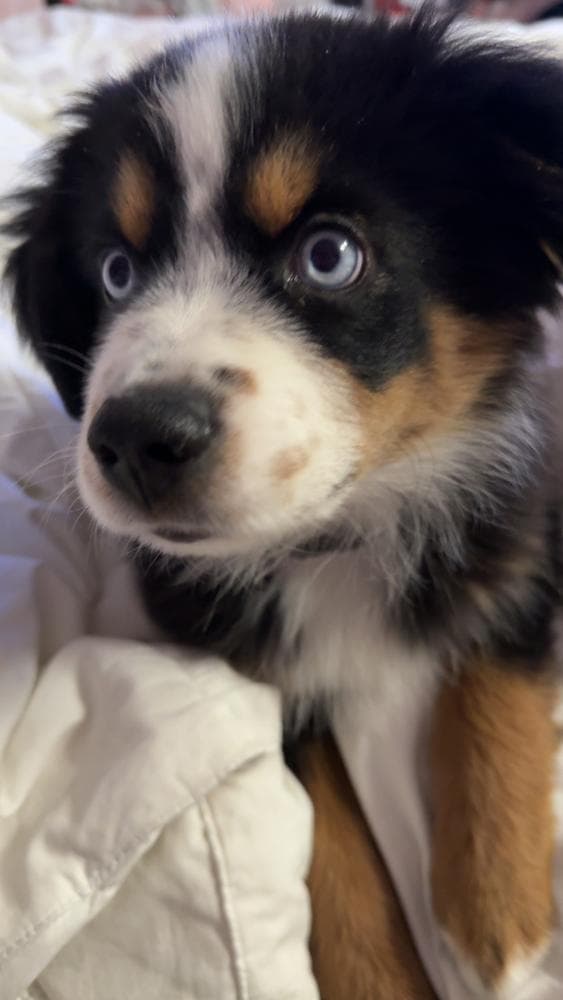 Honey Bear breeder image 17