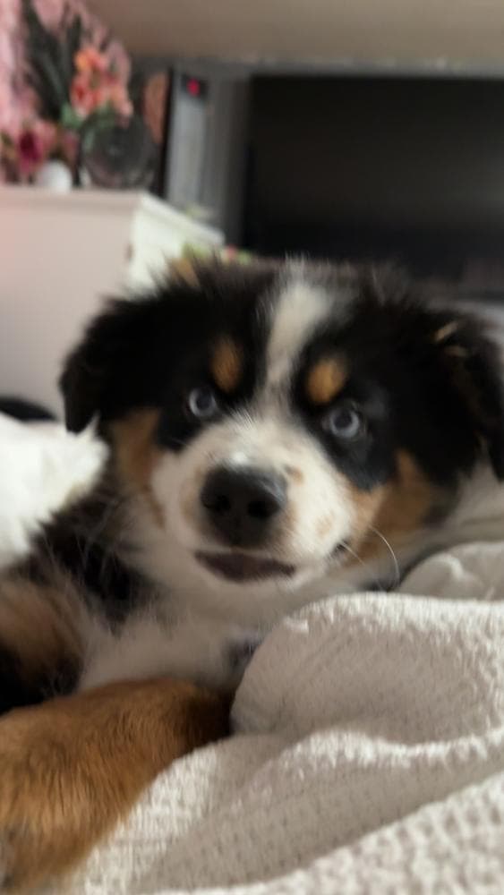 Honey Bear breeder image 20