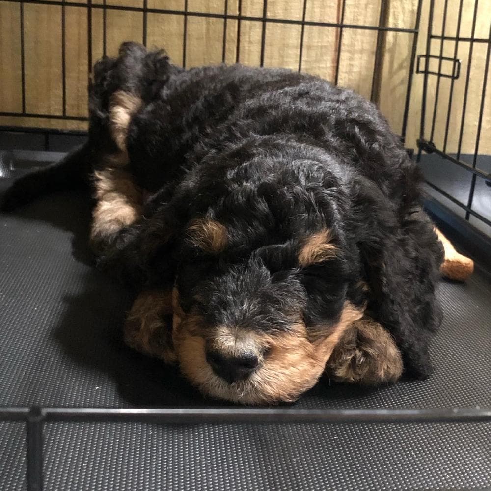 Lasso breeder image 9