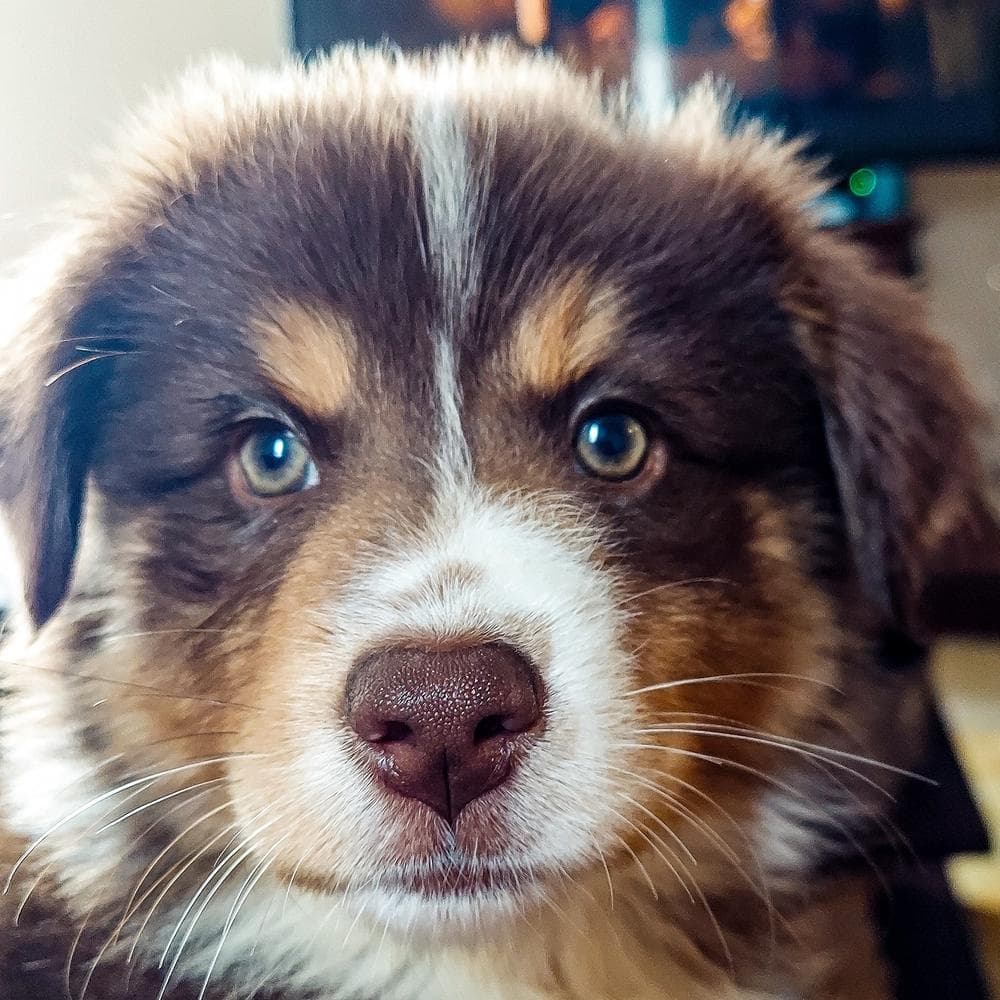 Trixie breeder image 2