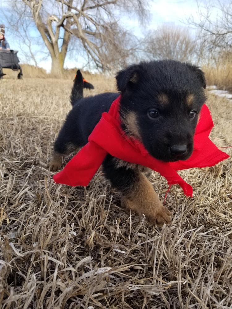 Male red breeder image 12