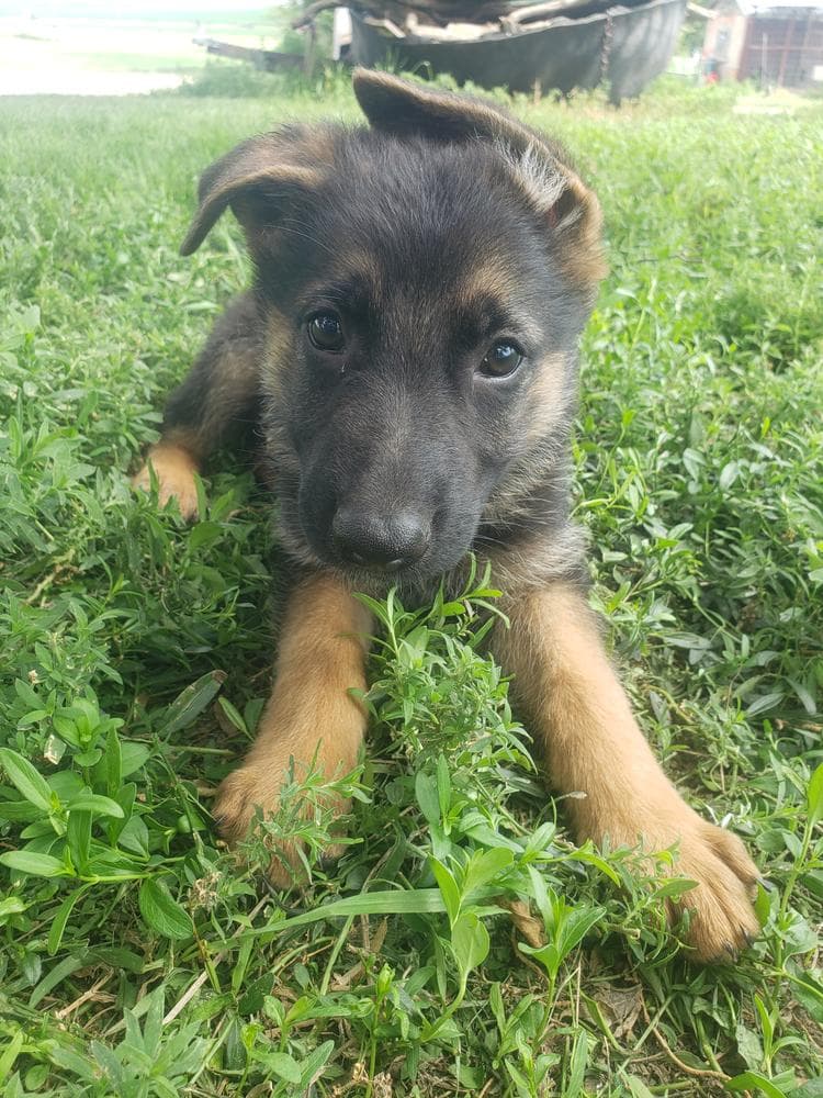 Male red breeder image 27