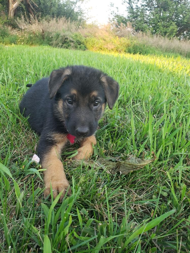Male red breeder image 33