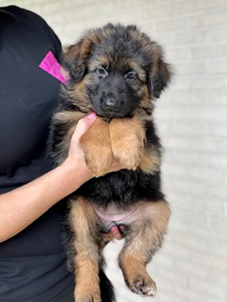 Tara breeder image 11