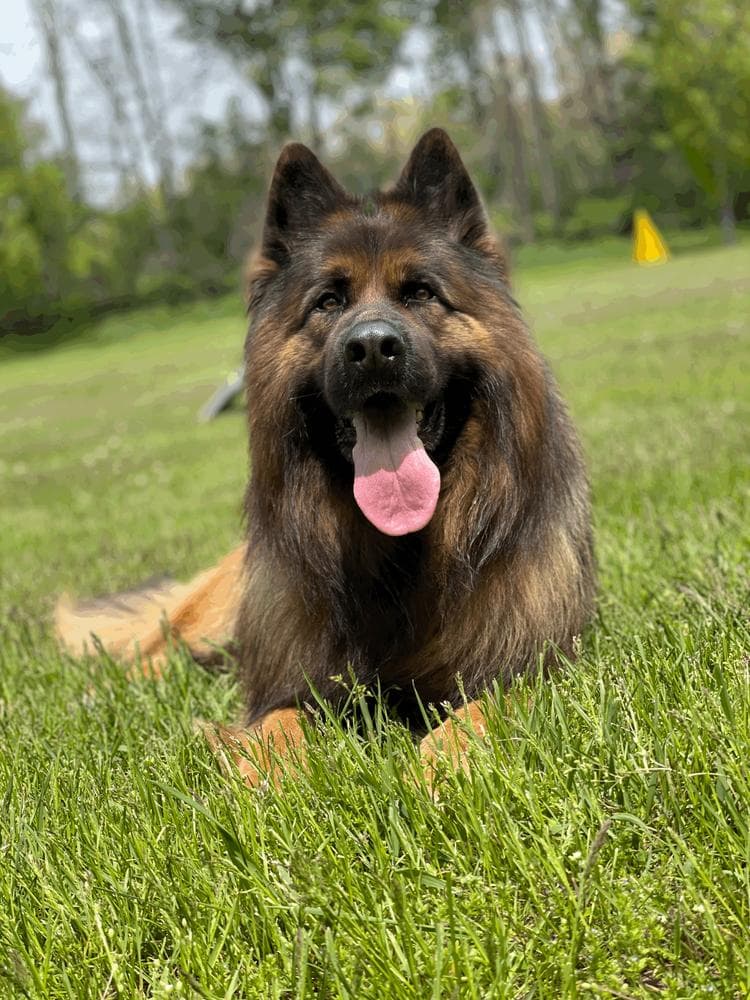 Tara breeder image 31