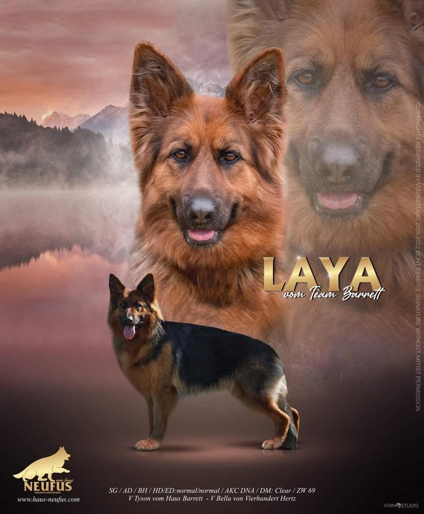 Tara breeder image 46