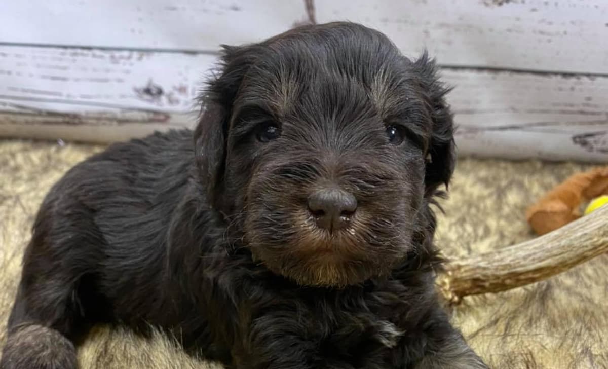 Blue collar breeder image 1