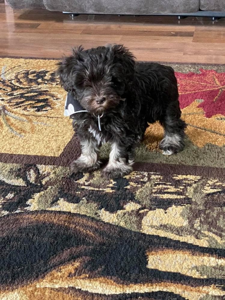 Blue collar breeder image 8