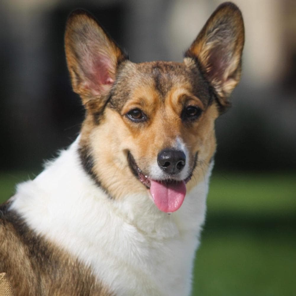 Boy 1 breeder image 2