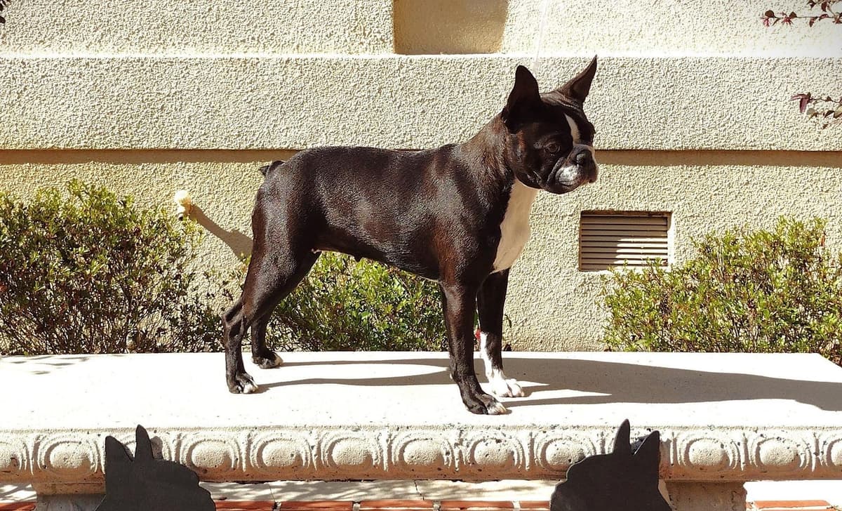 Boy 3 breeder image 2