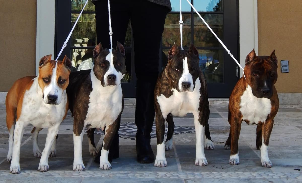 Boy 3 breeder image 7