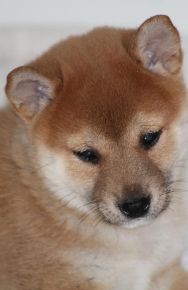 Coco breeder image 3