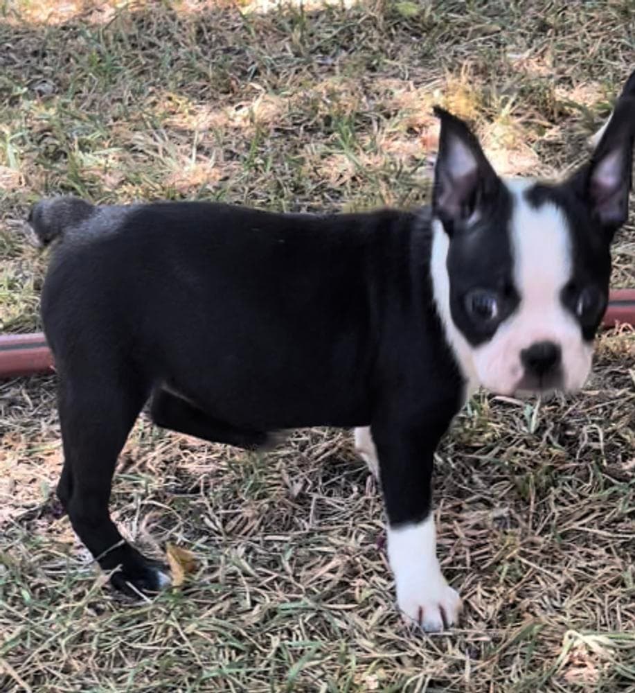 Copper breeder image 8