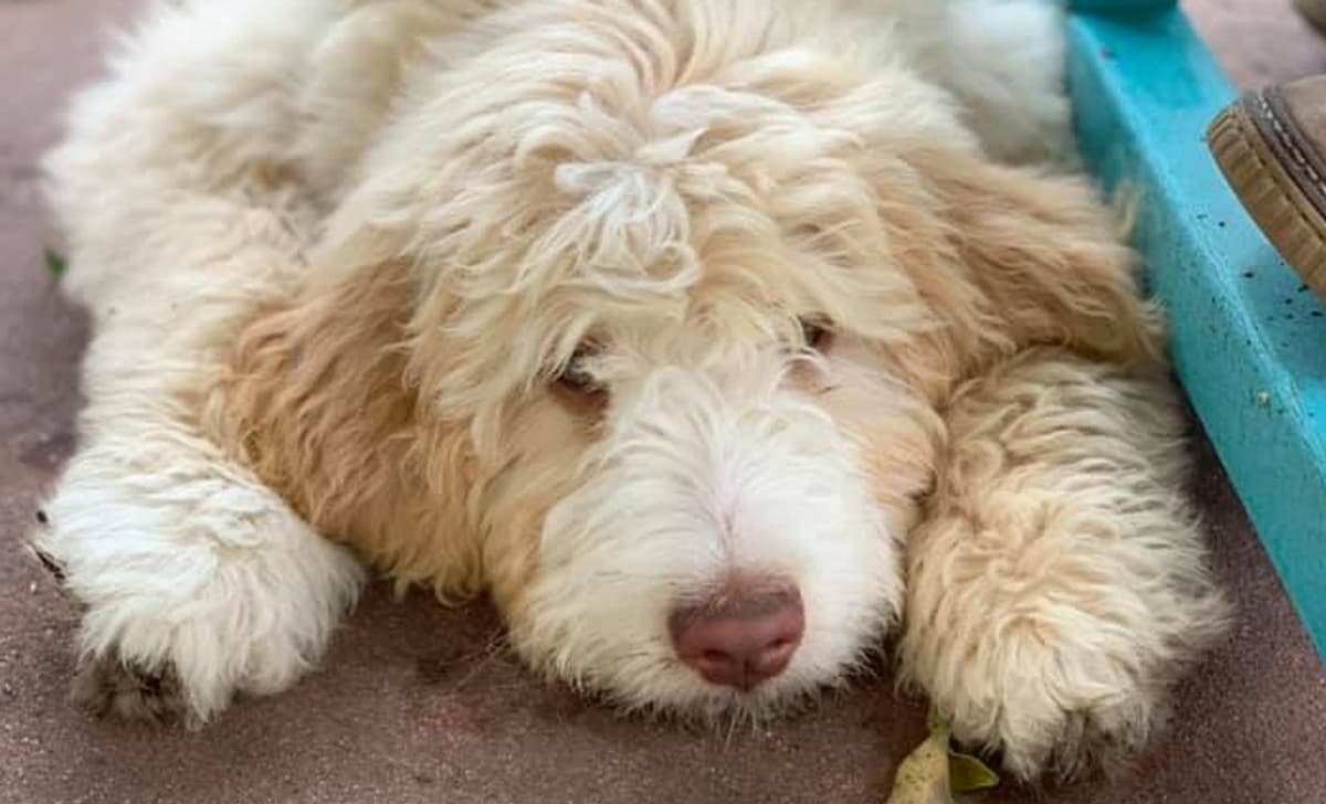 Silver breeder image 1