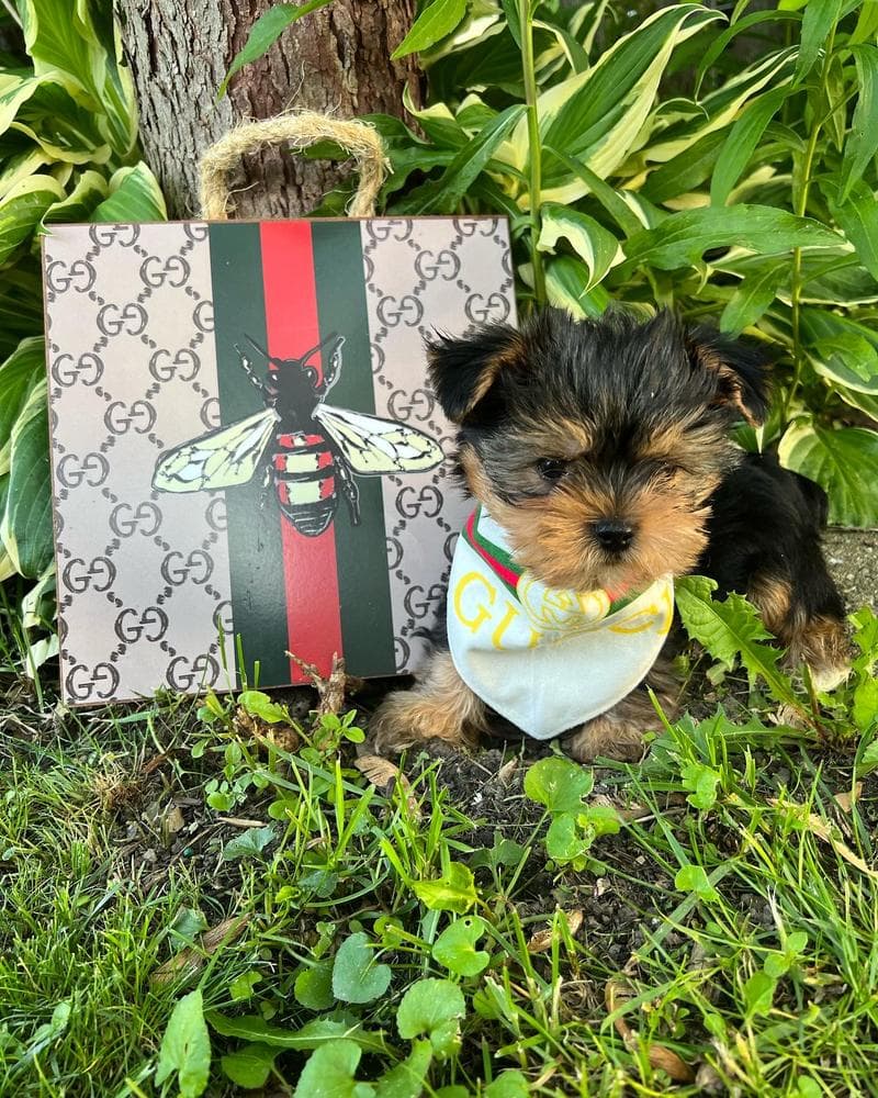 Ted breeder image 7