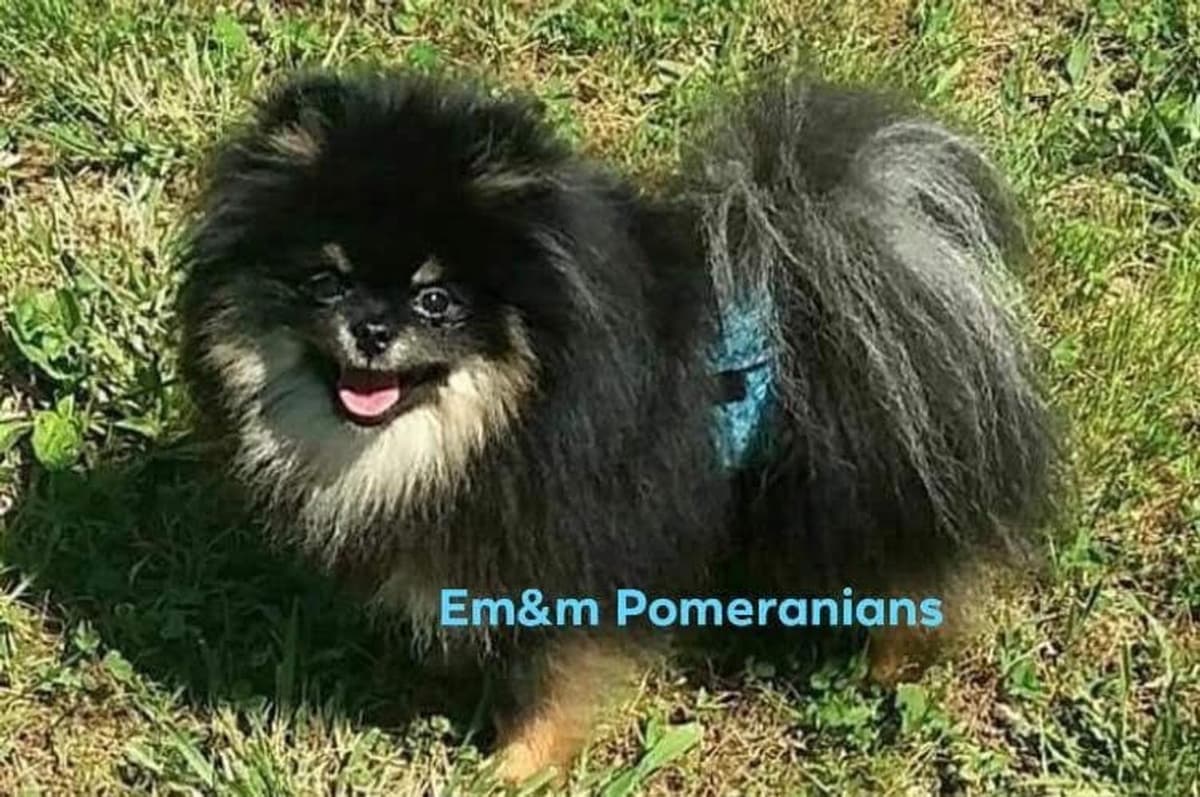 Black and tan boy 2800 no breeding rights breeder image 2