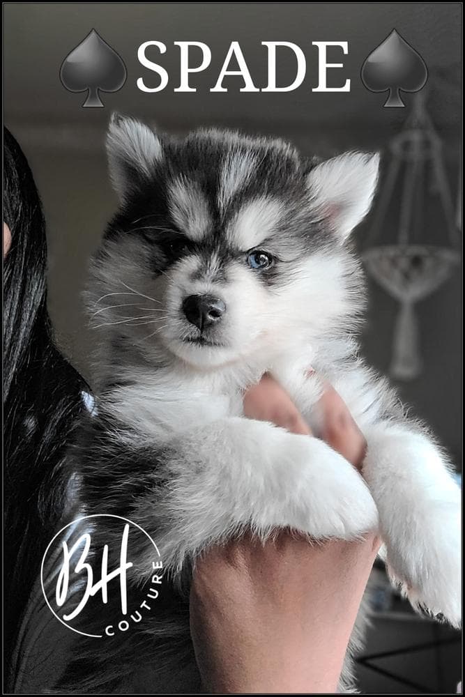 Girl 2 (METATABI aka Tabi) breeder image 10