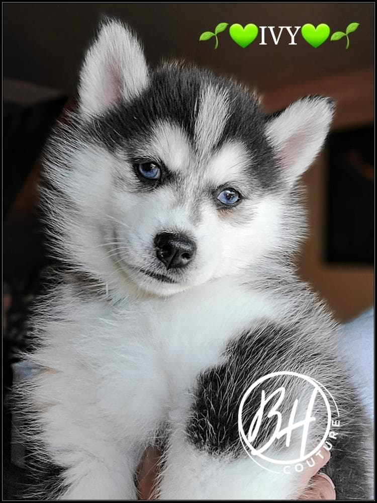Girl 2 (METATABI aka Tabi) breeder image 11