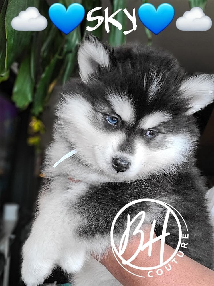Girl 2 (METATABI aka Tabi) breeder image 15