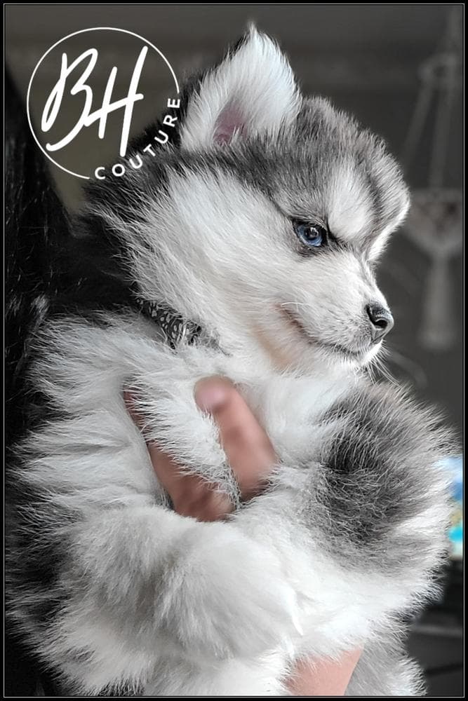 Girl 2 (METATABI aka Tabi) breeder image 16