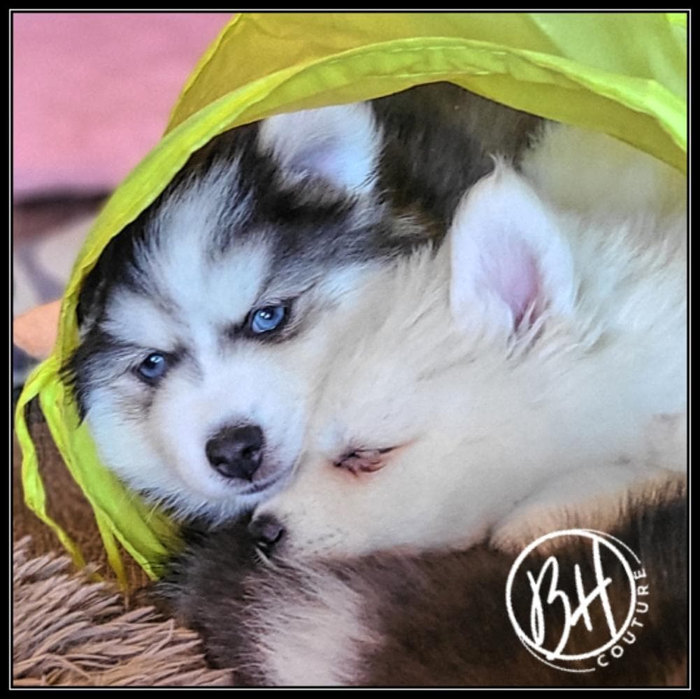 Girl 2 (METATABI aka Tabi) breeder image 38