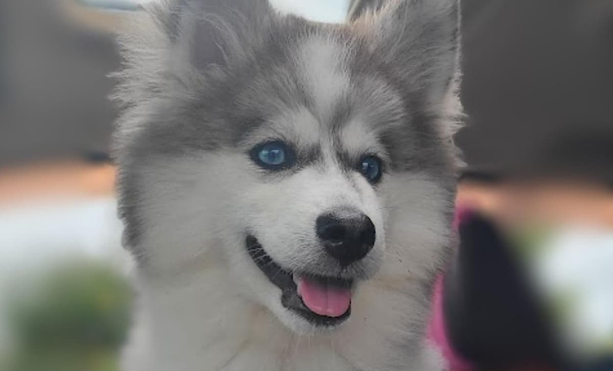 Girl 2 (METATABI aka Tabi) breeder image 4