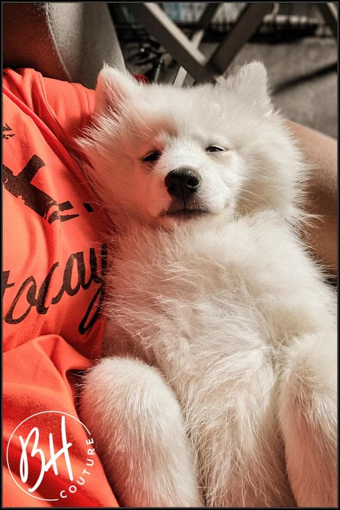 Girl 2 (METATABI aka Tabi) breeder image 47
