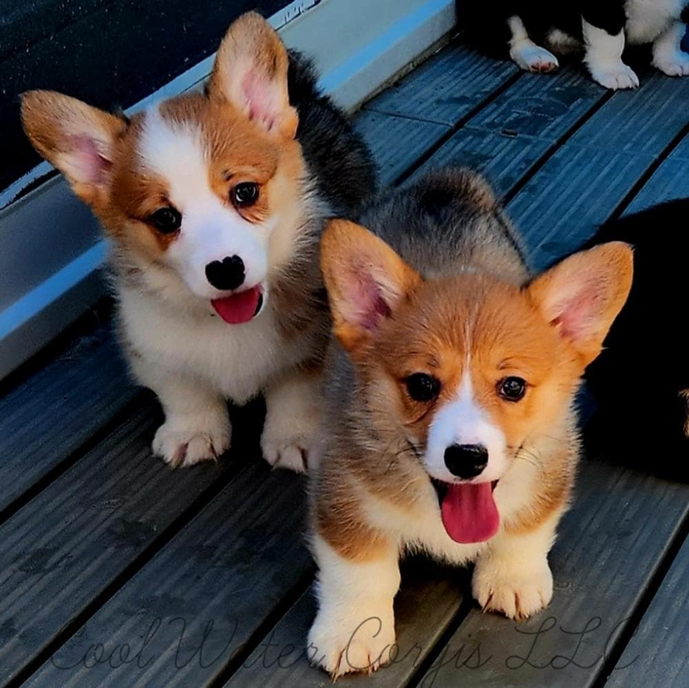 Leafeon breeder image 2