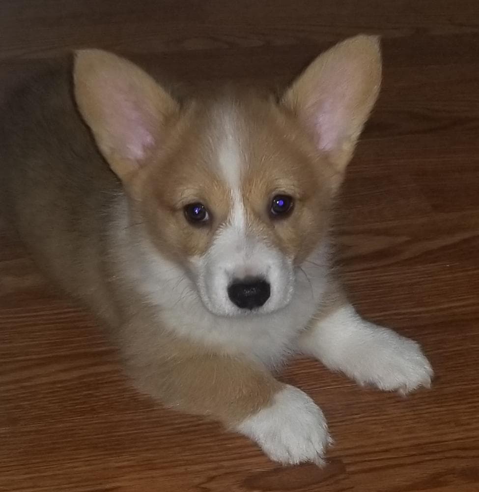 Leafeon breeder image 36