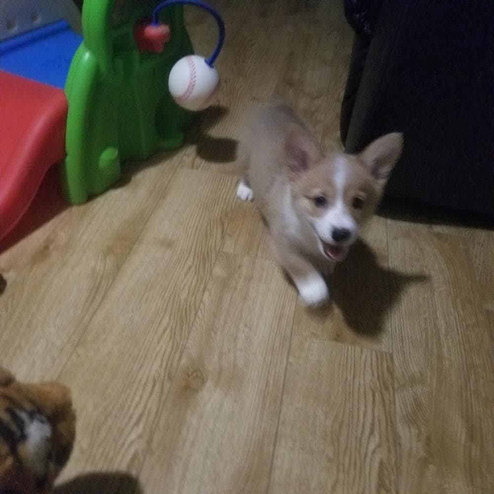 Leafeon breeder image 6