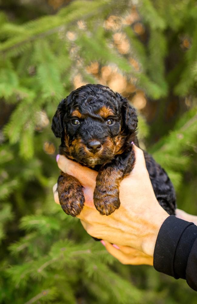 Ryan breeder image 2