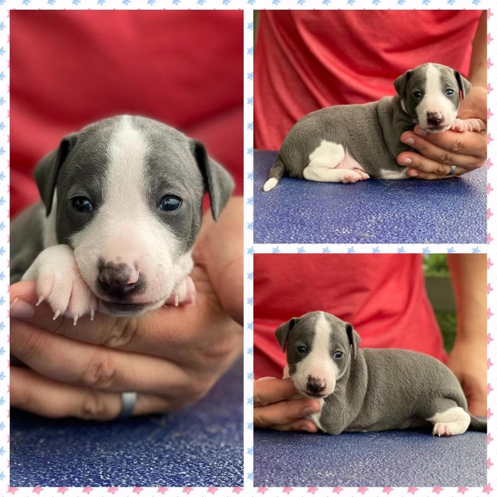 Girl 3 breeder image 5