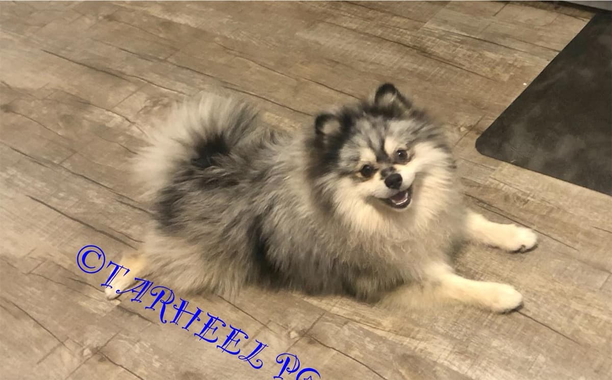 Cashmere breeder image 12