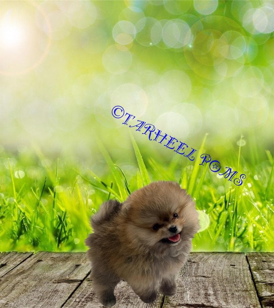 Cashmere breeder image 21